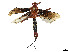  ( - CBG-A62887-A11)  @11 [ ] CreativeCommons - Attribution (2025) CBG Photography Group Centre for Biodiversity Genomics