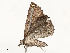  ( - CBG-A62887-D07)  @11 [ ] CreativeCommons - Attribution Share - Alike (2025) CBG Photography Group Centre for Biodiversity Genomics