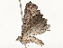  ( - CBG-A62887-D08)  @11 [ ] CreativeCommons - Attribution Share - Alike (2025) CBG Photography Group Centre for Biodiversity Genomics