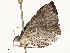  ( - CBG-A62887-D09)  @11 [ ] CreativeCommons - Attribution Share - Alike (2025) CBG Photography Group Centre for Biodiversity Genomics