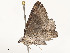  ( - CBG-A62887-D10)  @11 [ ] CreativeCommons - Attribution Share - Alike (2025) CBG Photography Group Centre for Biodiversity Genomics