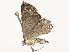  ( - CBG-A62887-D11)  @11 [ ] CreativeCommons - Attribution Share - Alike (2025) CBG Photography Group Centre for Biodiversity Genomics