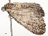  ( - CBG-A62887-D12)  @11 [ ] CreativeCommons - Attribution Share - Alike (2025) CBG Photography Group Centre for Biodiversity Genomics