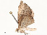  ( - CBG-A62887-E06)  @11 [ ] CreativeCommons - Attribution Share - Alike (2025) CBG Photography Group Centre for Biodiversity Genomics
