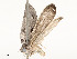  ( - CBG-A62887-E10)  @11 [ ] CreativeCommons - Attribution Share - Alike (2025) CBG Photography Group Centre for Biodiversity Genomics