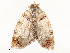  ( - CBG-A62887-F03)  @11 [ ] CreativeCommons - Attribution Share - Alike (2025) CBG Photography Group Centre for Biodiversity Genomics