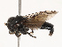  ( - CBG-B19163-D08)  @11 [ ] CreativeCommons - Attribution Share - Alike (2025) CBG Photography Group Centre for Biodiversity Genomics