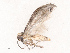  ( - CBG-B19171-H08)  @11 [ ] CreativeCommons - Attribution Share - Alike (2025) CBG Photography Group Centre for Biodiversity Genomics