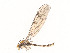  ( - CBG-A62911-F10)  @11 [ ] CreativeCommons - Attribution Share - Alike (2025) CBG Photography Group Centre for Biodiversity Genomics