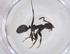  (Camponotus gasseri - CBG-A63706-B10)  @11 [ ] CreativeCommons - Attribution Share - Alike (2025) Centre for Biodiversity Genomics Centre for Biodiversity Genomics