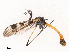 ( - CBG-B19163-H08)  @11 [ ] CreativeCommons - Attribution Share - Alike (2025) CBG Photography Group Centre for Biodiversity Genomics