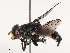  ( - CBG-B00889-B07)  @11 [ ] CreativeCommons - Attribution Share - Alike (2025) CBG Photography Group Centre for Biodiversity Genomics