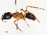  (Camponotus nigriceps - CBG-B02543-A02)  @11 [ ] CreativeCommons - Attribution Share - Alike (2025) CBG Photography Group Centre for Biodiversity Genomics
