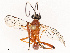  ( - CBG-B07596-B04)  @11 [ ] CreativeCommons - Attribution Share - Alike (2025) CBG Photography Group Centre for Biodiversity Genomics