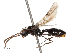  (Monomorium rubriceps - CBG-B02478-A10)  @11 [ ] CreativeCommons - Attribution Share - Alike (2025) CBG Photography Group Centre for Biodiversity Genomics