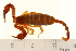  (Euscorpius - VF-0777-1)  @14 [ ] CreativeCommons - Attribution (2010) Gergin Blagoev, Centre for Biodiversity Genomics Centre for Biodiversity Genomics