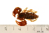  ( - VF-0811-1)  @13 [ ] CreativeCommons - Attribution (2010) Gergin Blagoev, Centre for Biodiversity Genomics Centre for Biodiversity Genomics