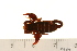  ( - VF-0812-1)  @12 [ ] CreativeCommons - Attribution (2010) Gergin Blagoev, Centre for Biodiversity Genomics Centre for Biodiversity Genomics