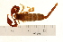  ( - VF-0814-1)  @13 [ ] CreativeCommons - Attribution (2010) Gergin Blagoev, Centre for Biodiversity Genomics Centre for Biodiversity Genomics