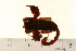  ( - VF-0817-1)  @12 [ ] CreativeCommons - Attribution (2010) Gergin Blagoev, Centre for Biodiversity Genomics Centre for Biodiversity Genomics