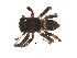  ( - UOS-SPK-00150)  @11 [ ] CreativeCommons - Attribution (2016) G. Blagoev Centre for Biodiversity Genomics