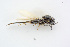  ( - BC-ZSM-HYM-24057-D08)  @12 [ ] CreativeCommons - Attribution Non-Commercial Share-Alike (2016) SNSB, Staatliche Naturwissenschaftliche Sammlungen Bayerns ZSM (SNSB, Zoologische Staatssammlung Muenchen)