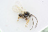  (Gronotoma - BC-ZSM-HYM-24057-F05)  @13 [ ] CreativeCommons - Attribution Non-Commercial Share-Alike (2016) SNSB, Staatliche Naturwissenschaftliche Sammlungen Bayerns ZSM (SNSB, Zoologische Staatssammlung Muenchen)