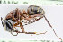  (Camponotus ligniperda - BC-ZSM-HYM-24058-C01)  @14 [ ] CreativeCommons - Attribution Non-Commercial Share-Alike (2016) SNSB, Staatliche Naturwissenschaftliche Sammlungen Bayerns ZSM (SNSB, Zoologische Staatssammlung Muenchen)