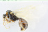  ( - BC-ZSM-HYM-24058-C05)  @12 [ ] CreativeCommons - Attribution Non-Commercial Share-Alike (2016) SNSB, Staatliche Naturwissenschaftliche Sammlungen Bayerns ZSM (SNSB, Zoologische Staatssammlung Muenchen)