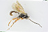  ( - BC-ZSM-HYM-24058-C11)  @12 [ ] CreativeCommons - Attribution Non-Commercial Share-Alike (2016) SNSB, Staatliche Naturwissenschaftliche Sammlungen Bayerns ZSM (SNSB, Zoologische Staatssammlung Muenchen)
