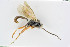  ( - BC-ZSM-HYM-24058-C11)  @11 [ ] by-nc-sa (2020) SNSB, Staatliche Naturwissenschaftliche Sammlungen Bayerns SNSB, Zoologische Staatssammlung Muenchen