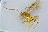  ( - BC-ZSM-HYM-24058-D01)  @11 [ ] CreativeCommons - Attribution Non-Commercial Share-Alike (2016) SNSB, Staatliche Naturwissenschaftliche Sammlungen Bayerns ZSM (SNSB, Zoologische Staatssammlung Muenchen)
