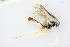 ( - BC-ZSM-HYM-24058-D03)  @13 [ ] CreativeCommons - Attribution Non-Commercial Share-Alike (2016) SNSB, Staatliche Naturwissenschaftliche Sammlungen Bayerns ZSM (SNSB, Zoologische Staatssammlung Muenchen)