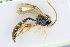  (Brachycyrtus ornatus - BC-ZSM-HYM-24058-E06)  @14 [ ] CreativeCommons - Attribution Non-Commercial Share-Alike (2016) SNSB, Staatliche Naturwissenschaftliche Sammlungen Bayerns ZSM (SNSB, Zoologische Staatssammlung Muenchen)