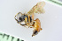  (Stenobarichneumon basiglyptus - BC-ZSM-HYM-24058-F06)  @14 [ ] CreativeCommons - Attribution Non-Commercial Share-Alike (2016) SNSB, Staatliche Naturwissenschaftliche Sammlungen Bayerns ZSM (SNSB, Zoologische Staatssammlung Muenchen)