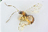  ( - BC-ZSM-HYM-24058-F12)  @12 [ ] CreativeCommons - Attribution Non-Commercial Share-Alike (2016) SNSB, Staatliche Naturwissenschaftliche Sammlungen Bayerns ZSM (SNSB, Zoologische Staatssammlung Muenchen)