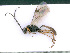  ( - BC-ZSM-HYM-24058-G06)  @14 [ ] CreativeCommons - Attribution Non-Commercial Share-Alike (2016) SNSB, Staatliche Naturwissenschaftliche Sammlungen Bayerns ZSM (SNSB, Zoologische Staatssammlung Muenchen)