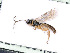  ( - BC-ZSM-HYM-24060-A02)  @14 [ ] CreativeCommons - Attribution Non-Commercial Share-Alike (2016) SNSB, Staatliche Naturwissenschaftliche Sammlungen Bayerns ZSM (SNSB, Zoologische Staatssammlung Muenchen)