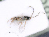  ( - BC-ZSM-HYM-24060-A08)  @12 [ ] CreativeCommons - Attribution Non-Commercial Share-Alike (2016) SNSB, Staatliche Naturwissenschaftliche Sammlungen Bayerns ZSM (SNSB, Zoologische Staatssammlung Muenchen)