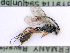  ( - BC-ZSM-HYM-24060-B02)  @12 [ ] CreativeCommons - Attribution Non-Commercial Share-Alike (2016) SNSB, Staatliche Naturwissenschaftliche Sammlungen Bayerns ZSM (SNSB, Zoologische Staatssammlung Muenchen)