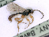  ( - BC-ZSM-HYM-24060-B07)  @13 [ ] CreativeCommons - Attribution Non-Commercial Share-Alike (2016) SNSB, Staatliche Naturwissenschaftliche Sammlungen Bayerns ZSM (SNSB, Zoologische Staatssammlung Muenchen)