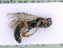  ( - BC-ZSM-HYM-24060-C01)  @11 [ ] by-nc-sa (2020) SNSB, Staatliche Naturwissenschaftliche Sammlungen Bayerns SNSB, Zoologische Staatssammlung Muenchen