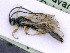  ( - BC-ZSM-HYM-24060-C06)  @11 [ ] by-nc-sa (2020) SNSB, Staatliche Naturwissenschaftliche Sammlungen Bayerns SNSB, Zoologische Staatssammlung Muenchen