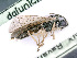  (Ametastegia pallipes - BC-ZSM-HYM-24060-D02)  @14 [ ] CreativeCommons - Attribution Non-Commercial Share-Alike (2016) SNSB, Staatliche Naturwissenschaftliche Sammlungen Bayerns ZSM (SNSB, Zoologische Staatssammlung Muenchen)