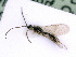  ( - BC-ZSM-HYM-24061-E06)  @11 [ ] CreativeCommons - Attribution Non-Commercial Share-Alike (2016) SNSB, Staatliche Naturwissenschaftliche Sammlungen Bayerns ZSM (SNSB, Zoologische Staatssammlung Muenchen)