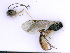  ( - BC-ZSM-HYM-24061-E10)  @12 [ ] CreativeCommons - Attribution Non-Commercial Share-Alike (2016) SNSB, Staatliche Naturwissenschaftliche Sammlungen Bayerns ZSM (SNSB, Zoologische Staatssammlung Muenchen)