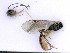  ( - BC-ZSM-HYM-24061-E10)  @11 [ ] by-nc-sa (2020) SNSB, Staatliche Naturwissenschaftliche Sammlungen Bayerns SNSB, Zoologische Staatssammlung Muenchen