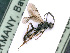  ( - BC-ZSM-HYM-24061-F04)  @12 [ ] CreativeCommons - Attribution Non-Commercial Share-Alike (2016) SNSB, Staatliche Naturwissenschaftliche Sammlungen Bayerns ZSM (SNSB, Zoologische Staatssammlung Muenchen)