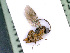  ( - BC-ZSM-HYM-24061-F09)  @13 [ ] CreativeCommons - Attribution Non-Commercial Share-Alike (2016) SNSB, Staatliche Naturwissenschaftliche Sammlungen Bayerns ZSM (SNSB, Zoologische Staatssammlung Muenchen)