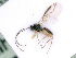 ( - BC-ZSM-HYM-24064-A04)  @12 [ ] CreativeCommons - Attribution Non-Commercial Share-Alike (2016) SNSB, Staatliche Naturwissenschaftliche Sammlungen Bayerns ZSM (SNSB, Zoologische Staatssammlung Muenchen)